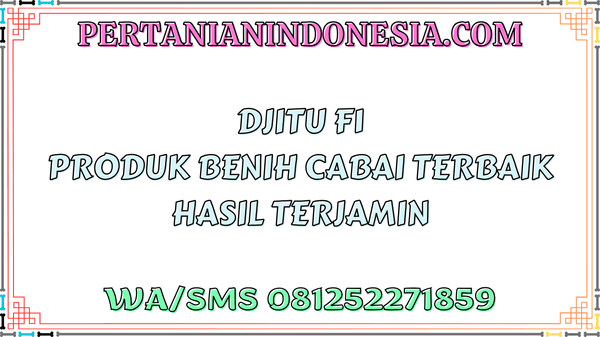 Djitu F1 Produk Benih Cabai Terbaik Hasil Terjamin